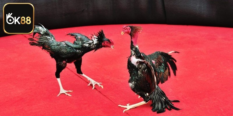 Thuật ngữ đá gà cựa sắt miền Tây